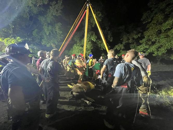Ellendale horse rescue