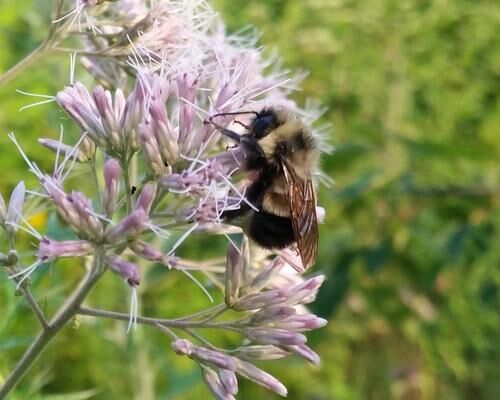 Rusty patched bumble bee