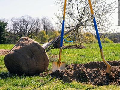 Berlin invites locals to join 'Keep Berlin Cool' tree planting events