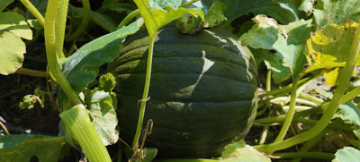 Pumpkin