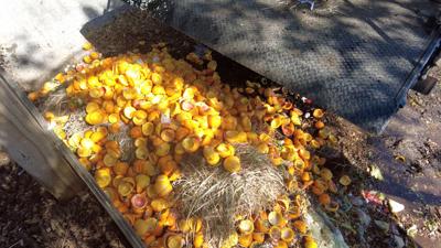 Ocean City Partners with Composting Organization Go Green OC