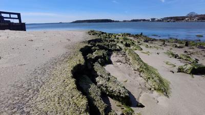 Living shoreline project to help flooding and erosion in Dewey Beach