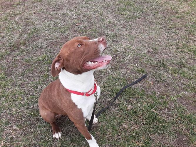 Tundra is one of the rescued dogs currently ready to be adopted. Picture courtesy of Brandywine Valley SPCA.