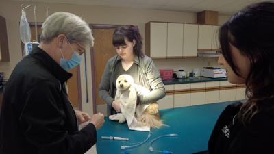 Veterinarian Shortage in Sussex County