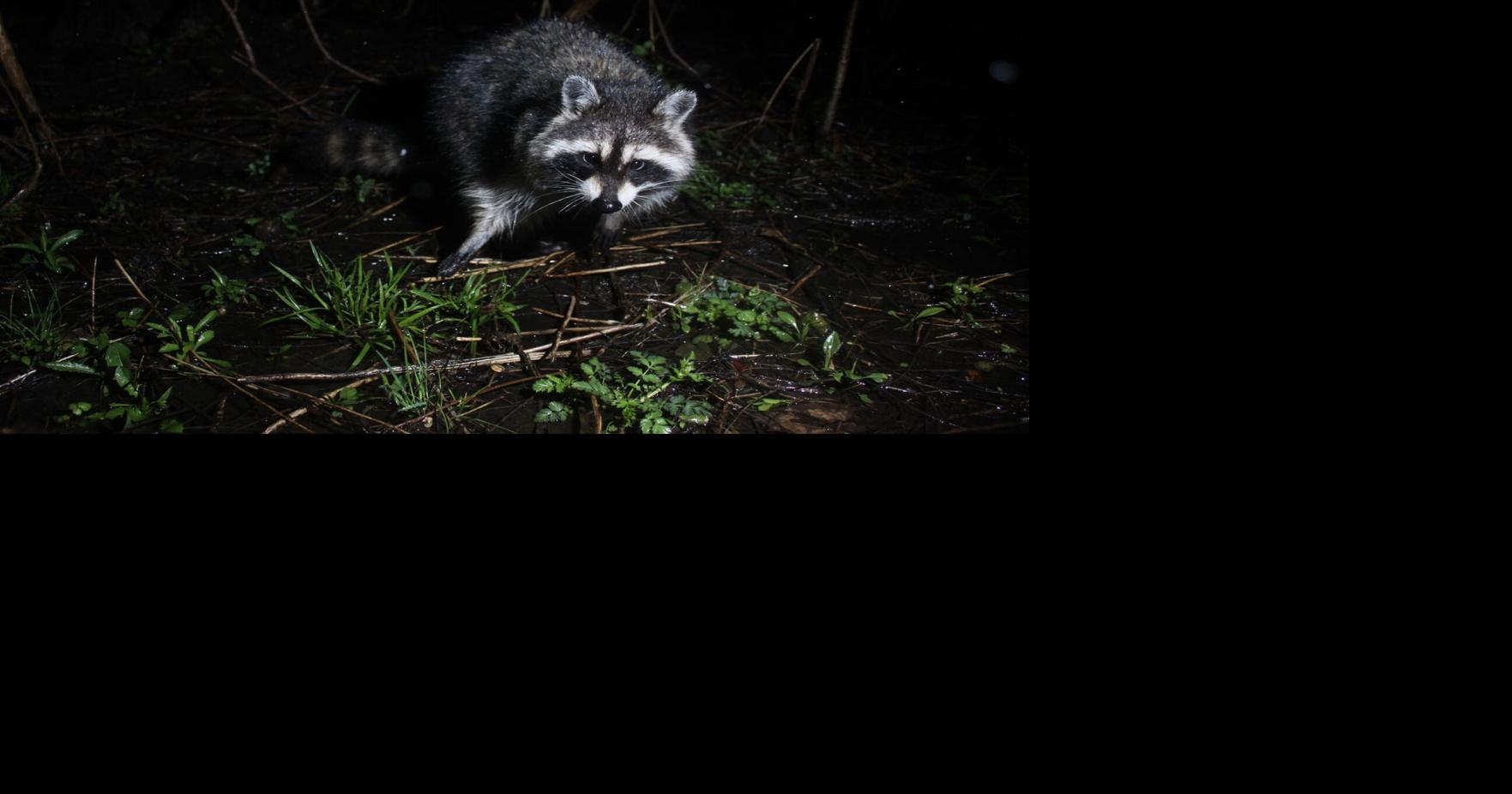 Rabid raccoons found near Ellendale | News | coasttv.com