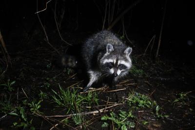 Raccoon (Procyon lotor)