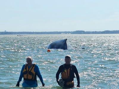 WHALE PHOTO MERR 4.1
