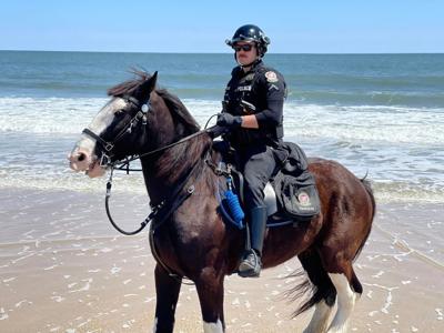 Buckshot OCPD horse