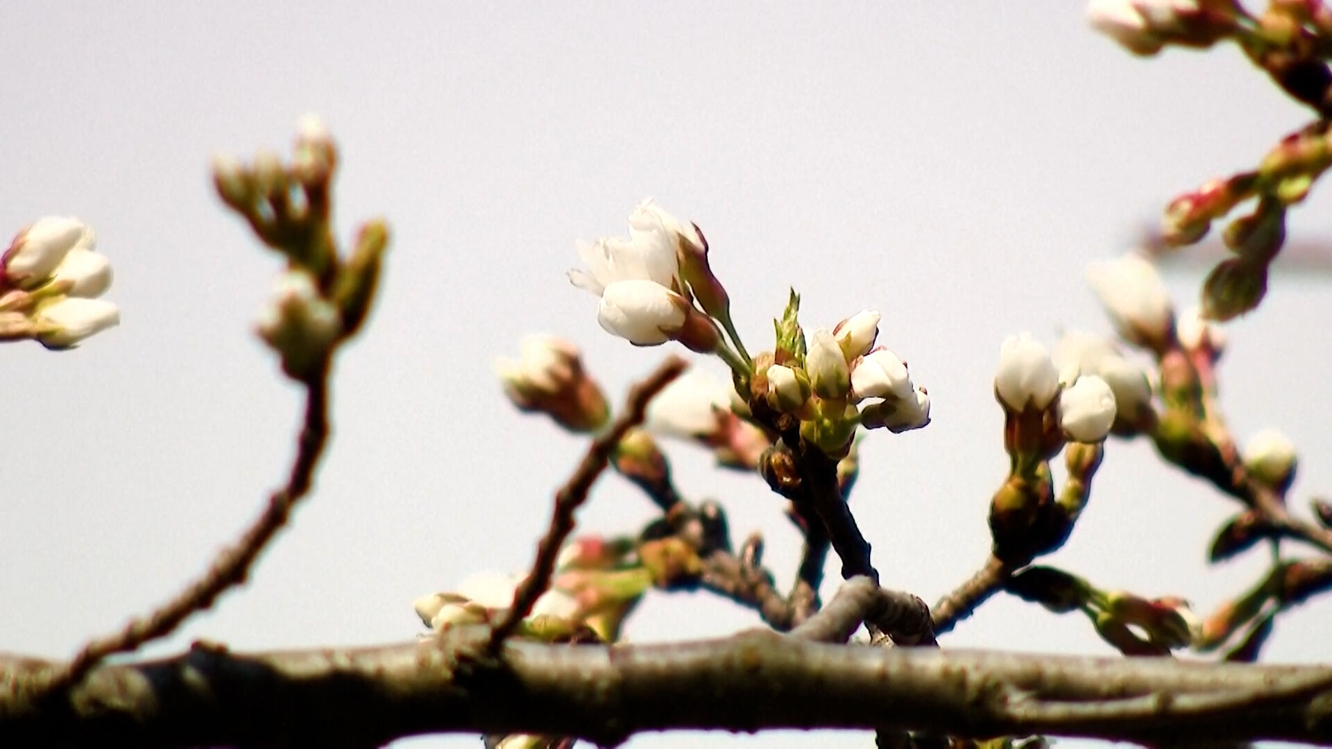 Cool Things to Do: First Weekend of Spring | Features | coasttv.com