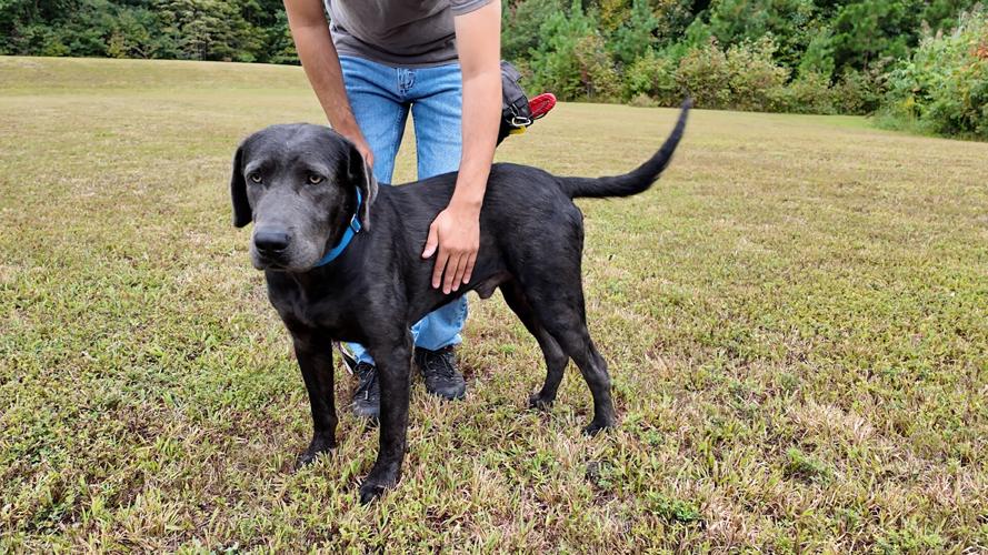 Axle, rescued from a home on Ida Lane in Bridgeville