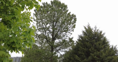 Delaware Tree Friendly Community program shifting to two-year cycle