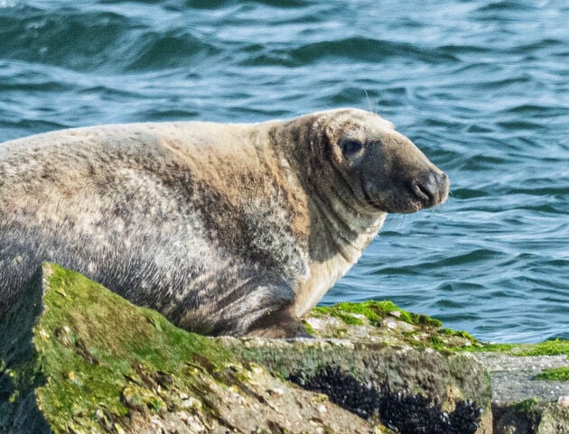 Grey Seal