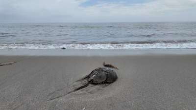 Horseshoe crab at the beach