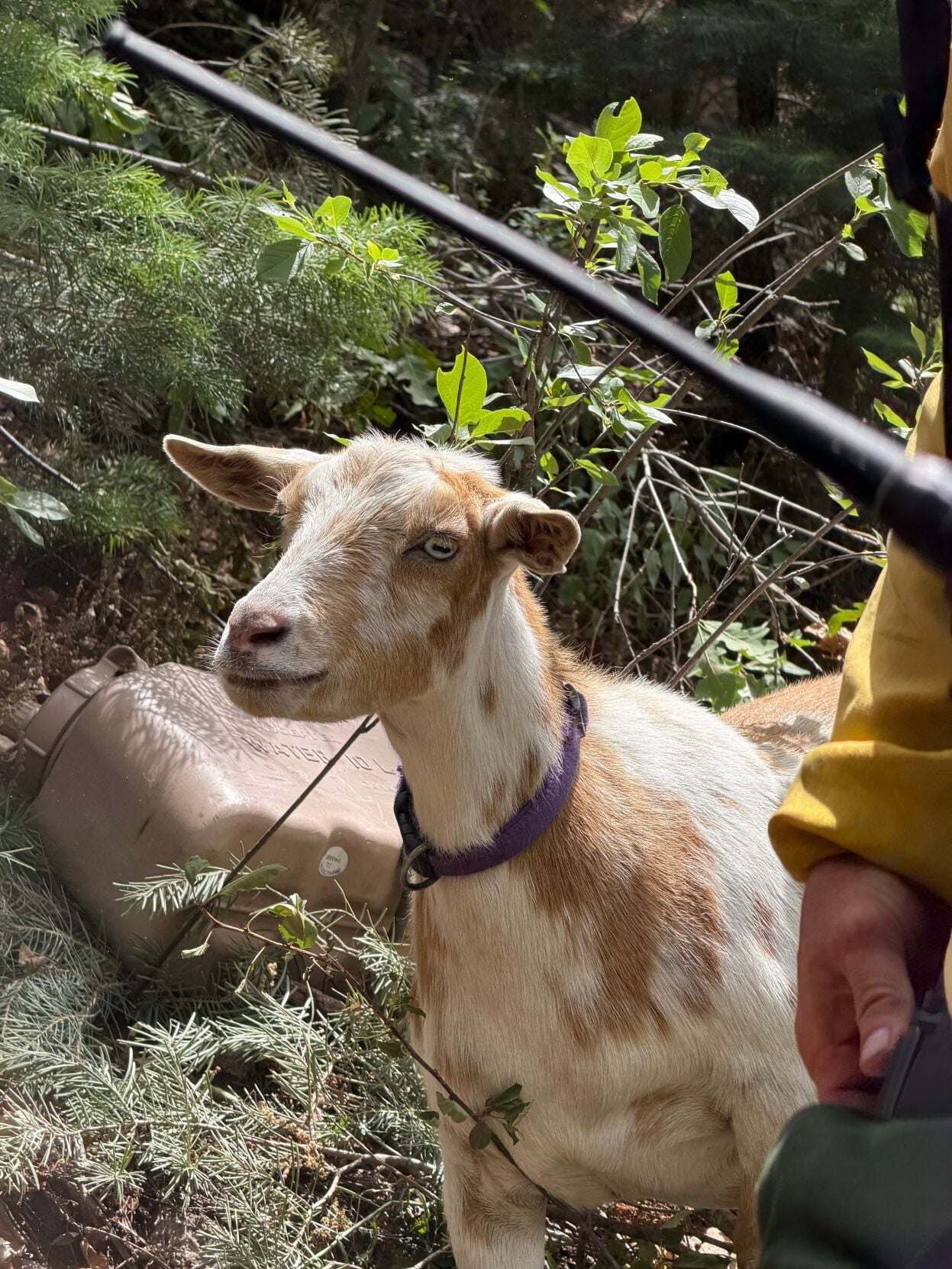 Wildfire Goat