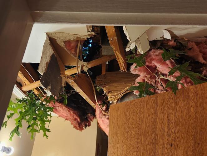 Salisbury tree falls