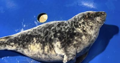 seal
