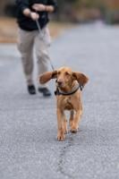 K-9 Mackenzie helps track suspect in Ocean City arrest for burglary and assault