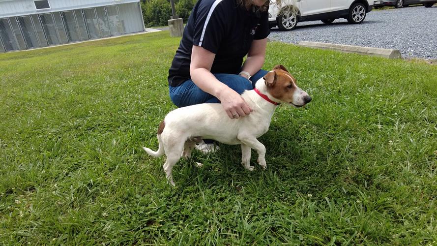 Bridgeville animal cruelty