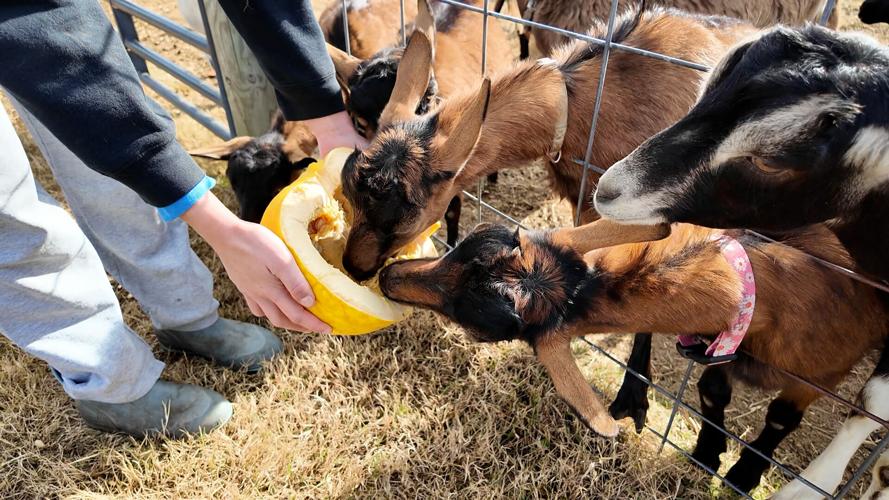 Goats eating a pumpkin at Goat Joy in Harbeson