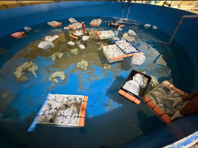 Kenya Argentina Animal Trafficking