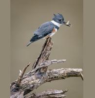 Prime Hook nature photography contest open for submissions