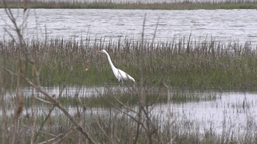 Great egret