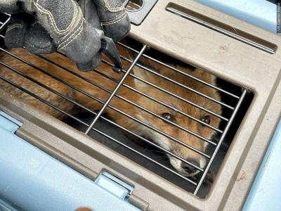 Avoid contact with wild or stray animals and keeps pets confined.