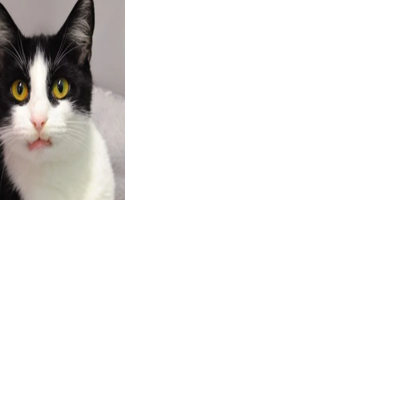 Pet store bill passes Delaware General Assembly