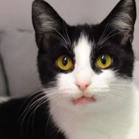 Pet store bill passes Delaware General Assembly