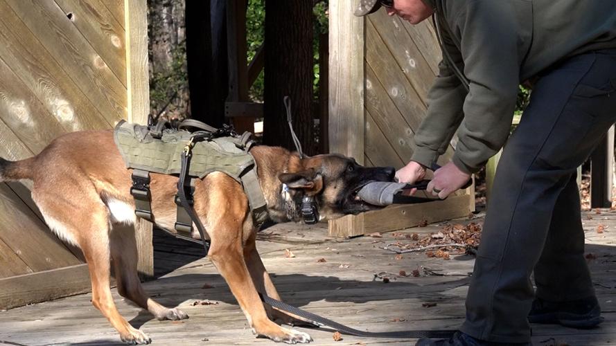 DSP K9 getting rewarded