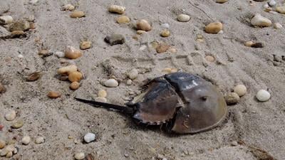 DNREC Asks For Public Comment on Horseshoe Crab Harvesting Changes
