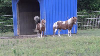 Changing Fates Equine Rescue Takes In Over Thirty Animals From Seized Farm