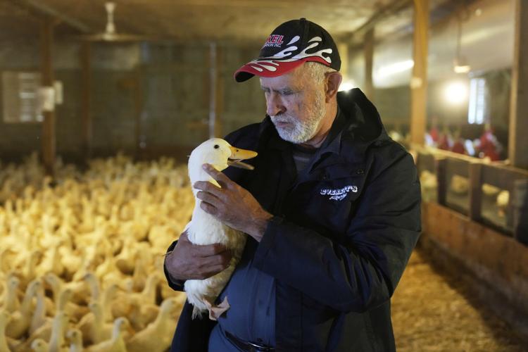 US Bird Flu-Duck Farm