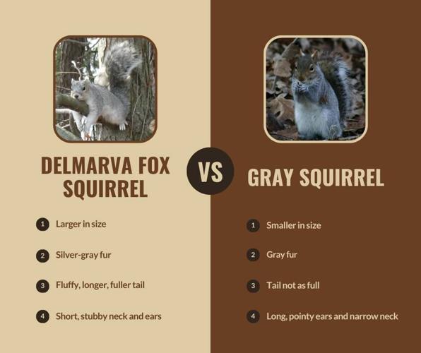 Delmarva Fox Squirrel