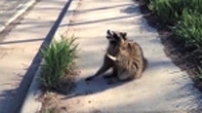 Rabid Raccoon found in New Castle County