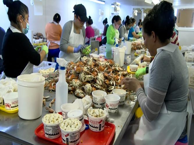 H-2B Visa Workers Crab Picking In Hooper's Island Maryland