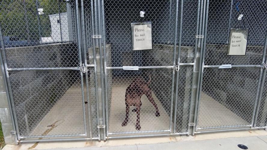 Bridgeville animal cruelty