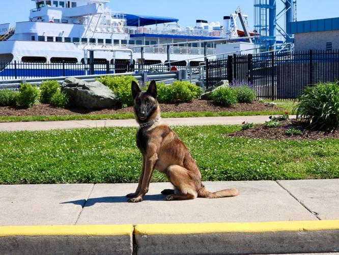 K9 Joker