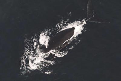 Right Whale