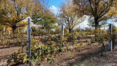 Nassau Valley Vineyards in Lewes