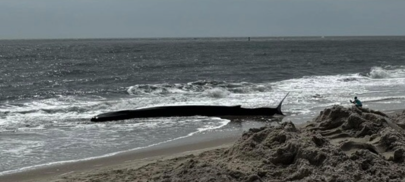 The MERR Institute said the whale is extremely thin and emaciated, indicating a long-term underlying condition. Photo courtesy of Katie Dirks.