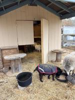 Sussex Academy animal sanctuary renovated with community support