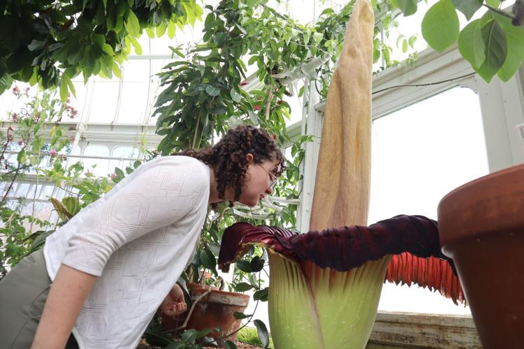 Corpse Flower