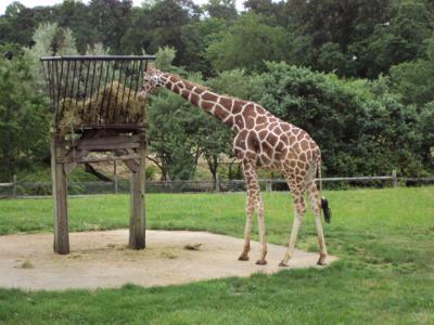 Cape May County Zoo