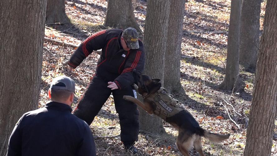 DSP K9 attacking a decoy