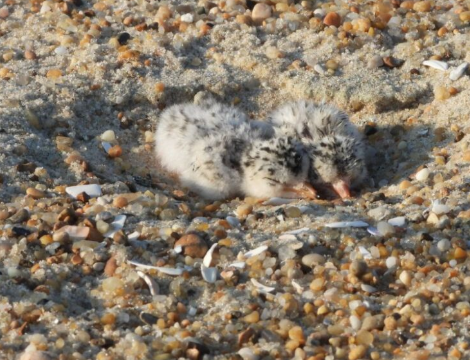 young least terns