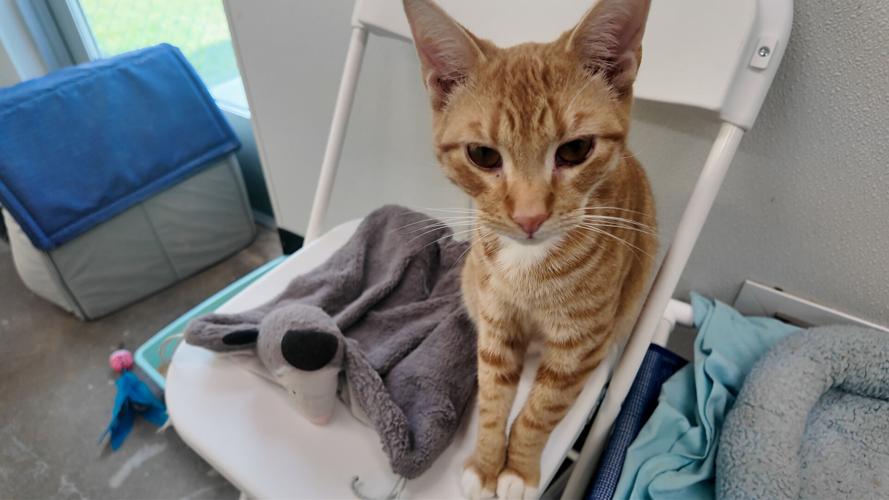 cat rescued.jpg