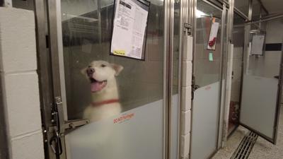 Pets Overflowing at Shelters Due to Expenses, How Locals Are Helping