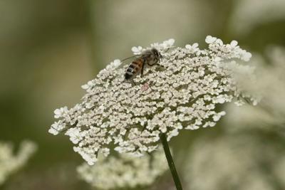 France Bee Attack