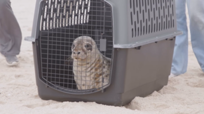 Selkie the Seal, courtesy National Aquarium